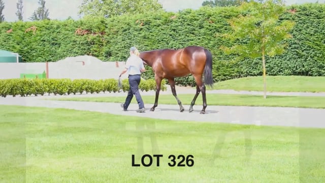 Lot 326