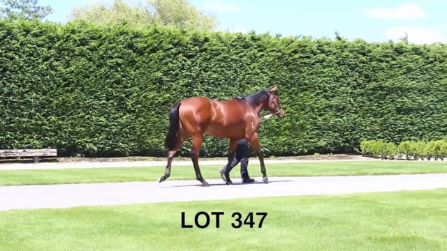 Lot 347