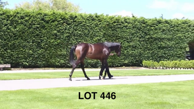 Lot 446