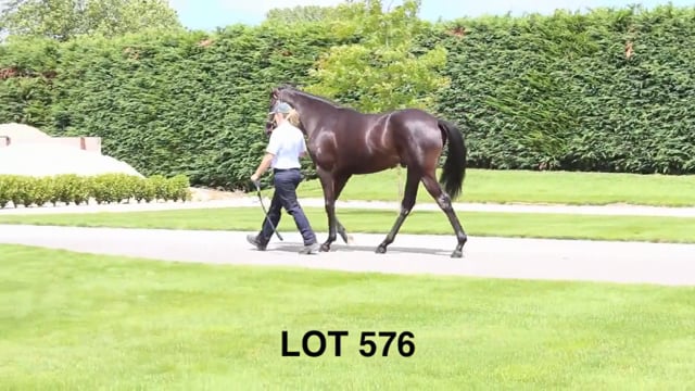 Lot 576