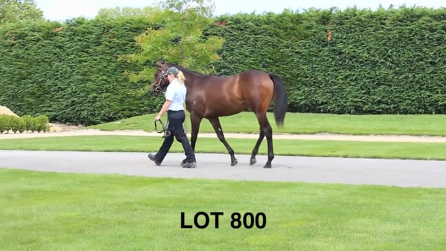 Lot 800