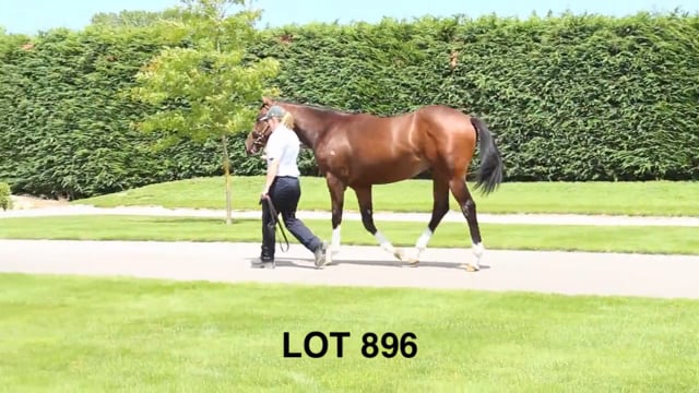 Lot 896