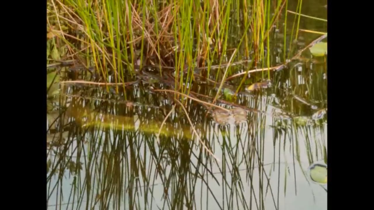 ASwimmingPoolToGrowingFish on Vimeo