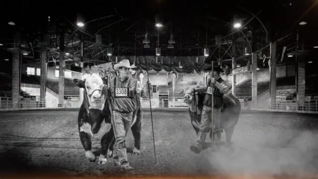 2016 Denver Hereford Bulls