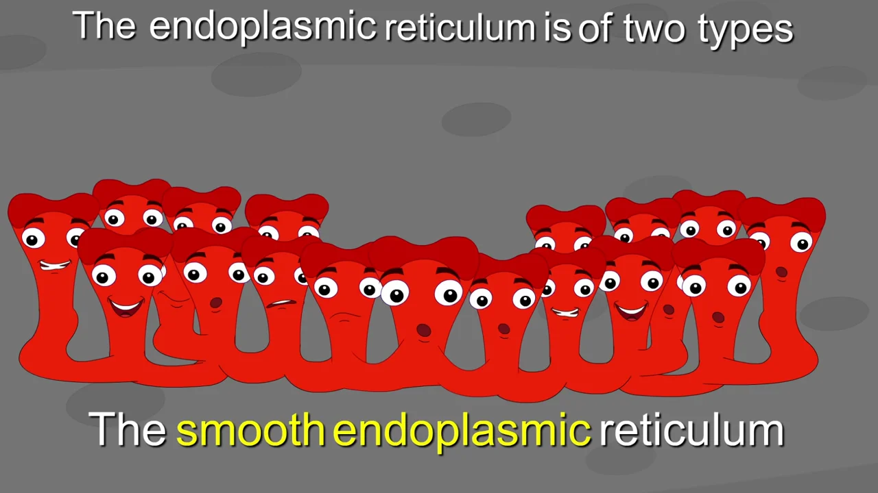 Endoplasmic Reticulum Cartoon