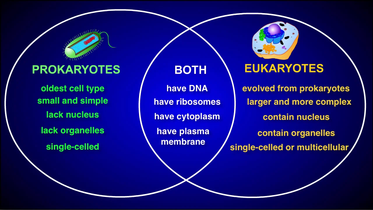 eukaryotic and prokaryotic cells venn diagram