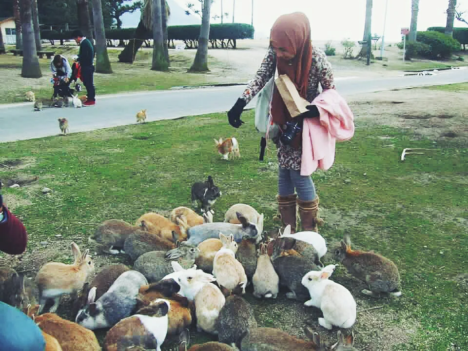 Ōkunoshima (大久野島): The Rabbit Paradise of Japan / LILPINK | A