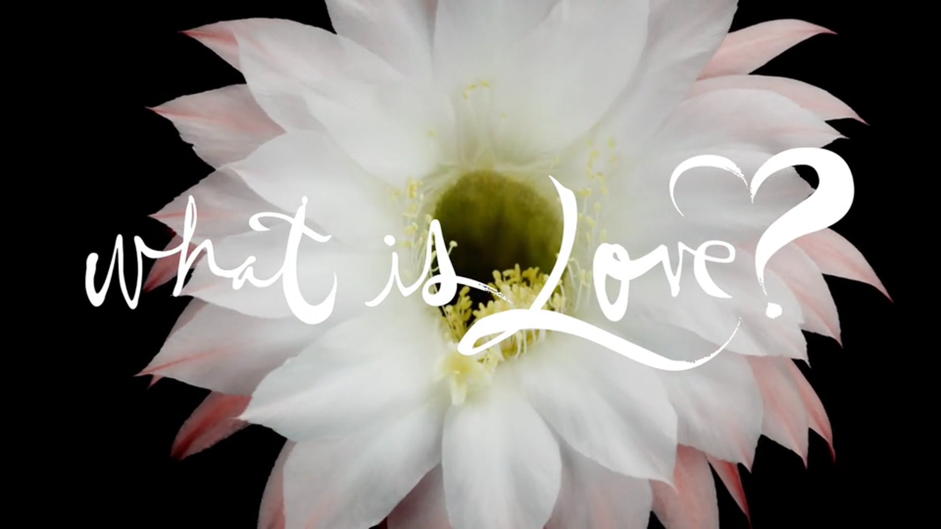 Teleflora: What Is Love?