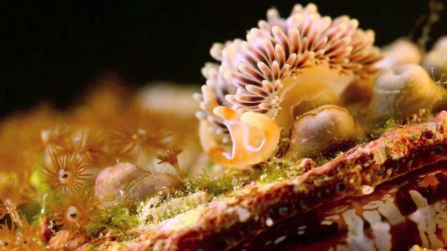Coral Morphologic » Natural History