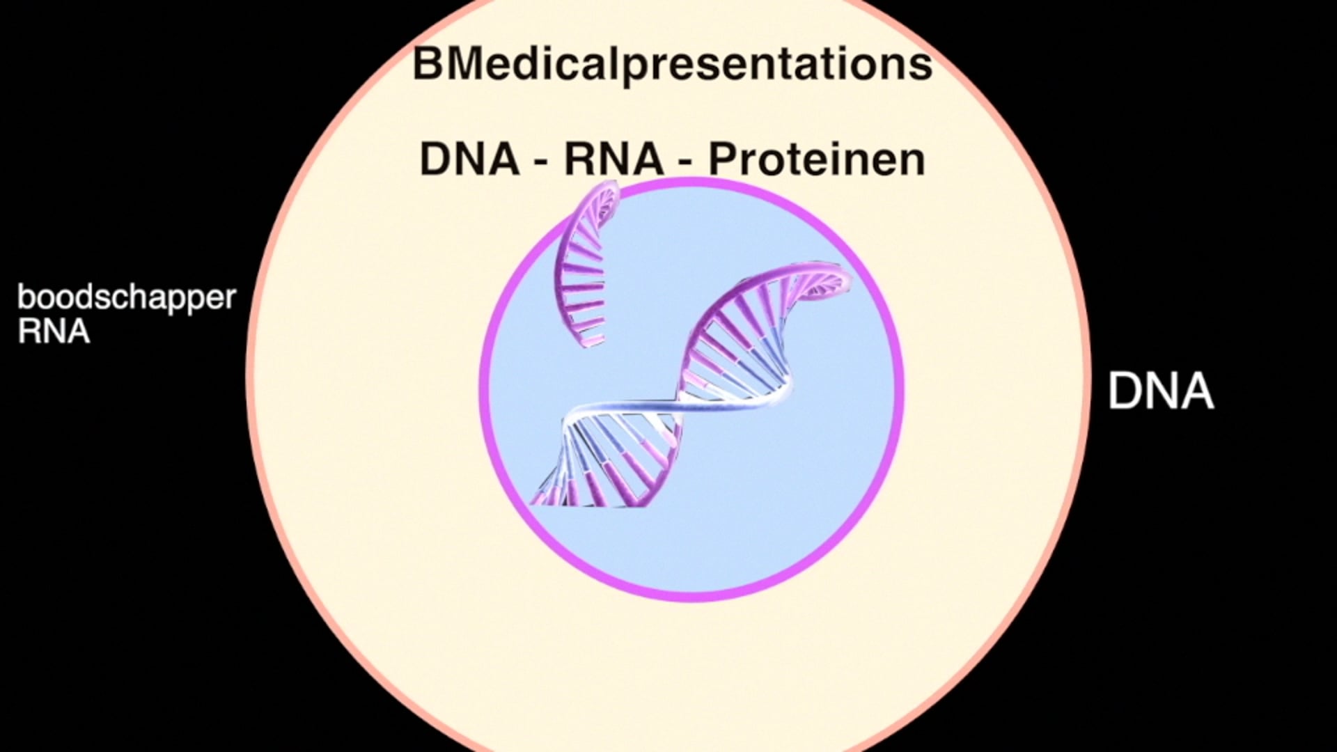 BMedicalpresentations: DNA - RNA - Proteinen