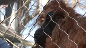 New Orangutan at Cameron Park Zoo