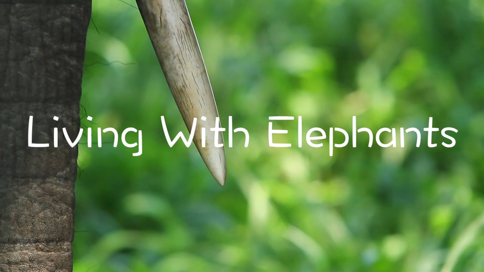 Kuishi Na Tembo (Living With Elephants) Trailer