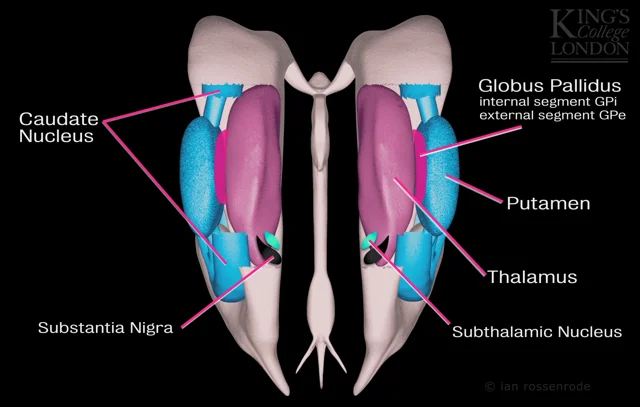basal ganglia - 3D animation