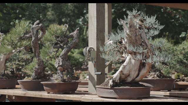 regenbogenbaum bonsai Premium Multicolored Rainbow Gemstone Bonsai Tree, 180 Stones main image 0