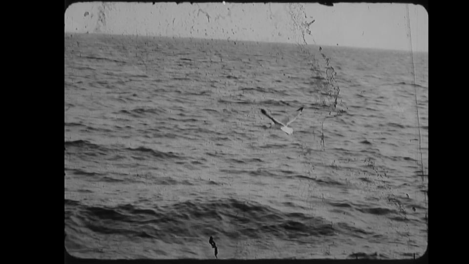 Gulls At Gibraltar