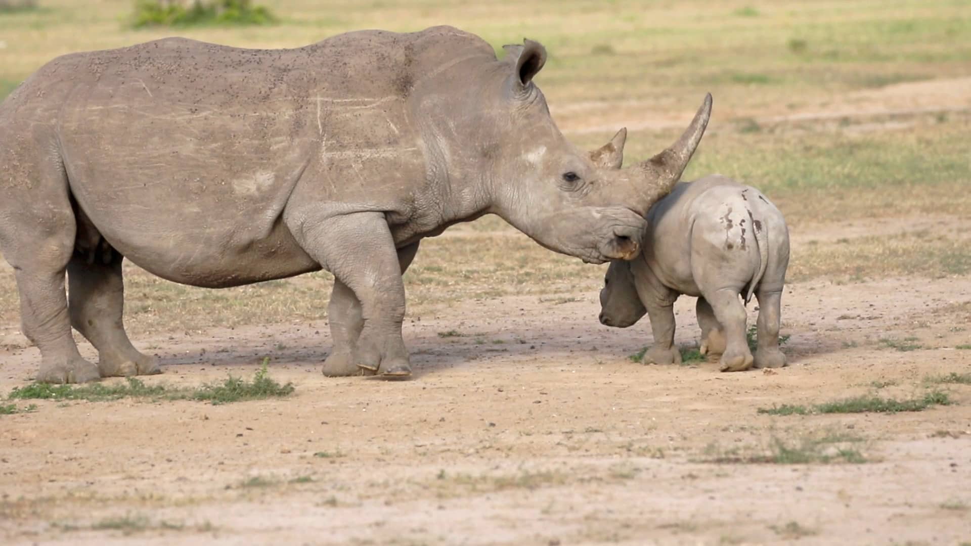 Rhino Play On Vimeo