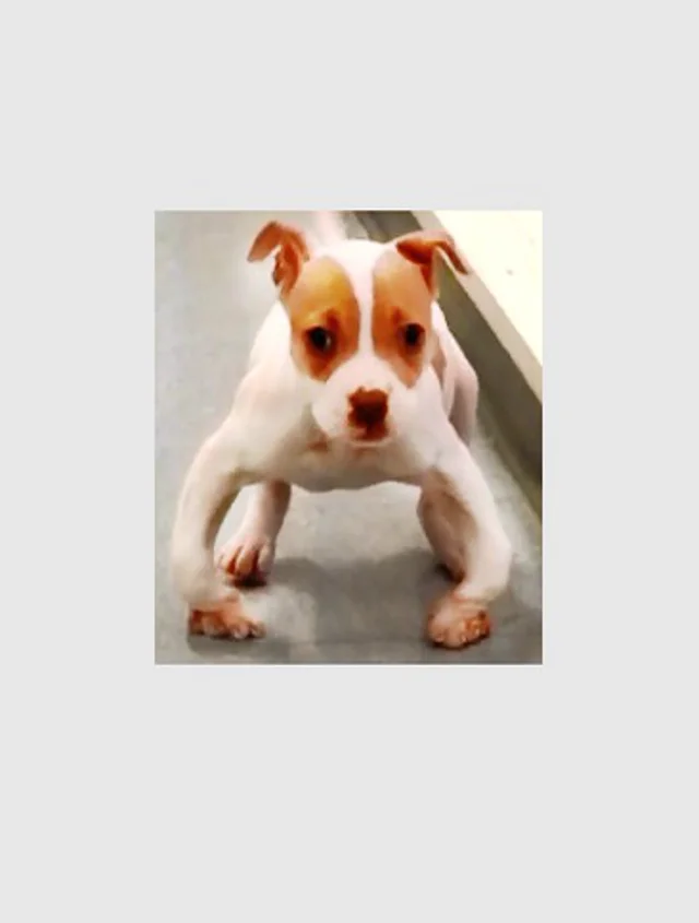 Bow legged outlet pitbull puppy