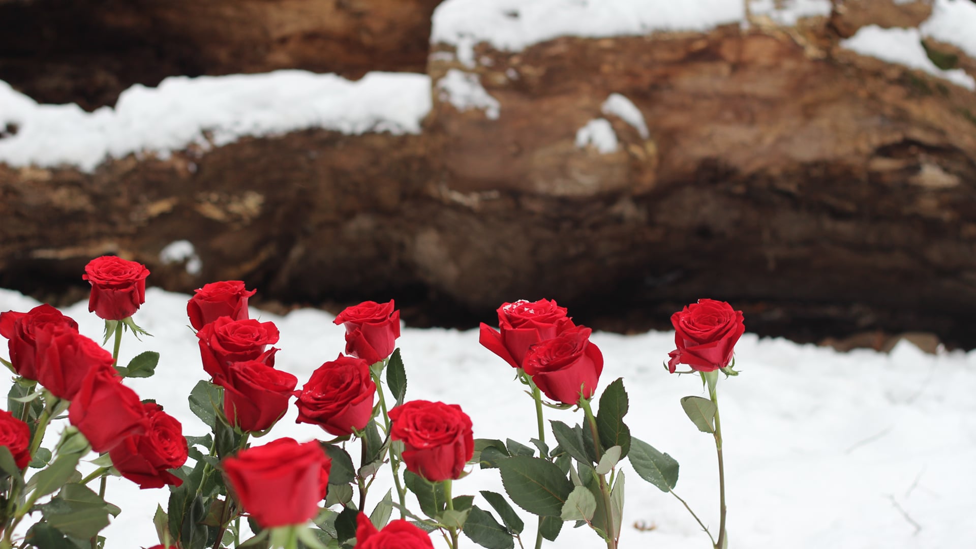 30 Roses for our 30 Human rights