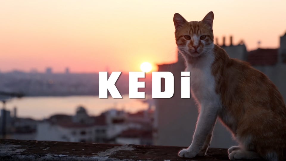 KEDI - المعروف أيضًا باسم تسعة أرواح - قطط في إسطنبول - مقطورة 1