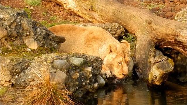 300+ Free Zoo & Animal Videos, HD & 4K Clips - Pixabay 300+ Free Zoo & Animal Videos, HD & 4K Clips - Pixabay