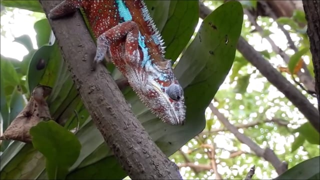 Хамелеон / The Chameleon (1989)