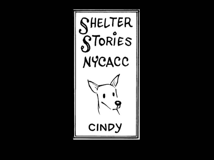 Preview of the video: Patrick visits a NYC municipal Animal Shelter (ACC) and finds unconditional love from animals and people