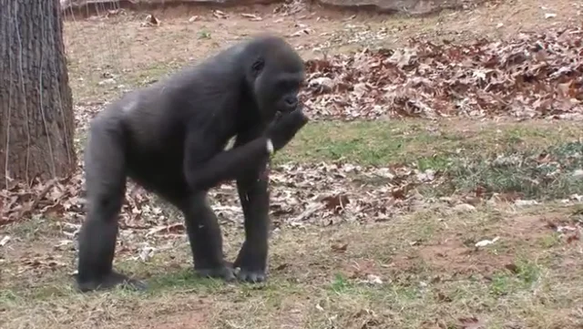 Gorilla (Agressive Buffing) 1-Ct.
