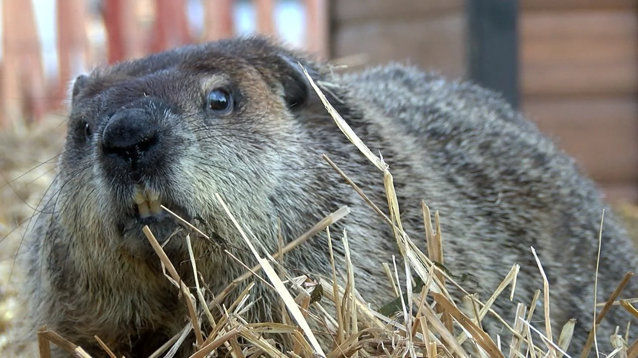 malverne mel groundhog day 2025