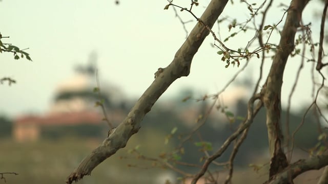 Vimeo Video Thumbnail