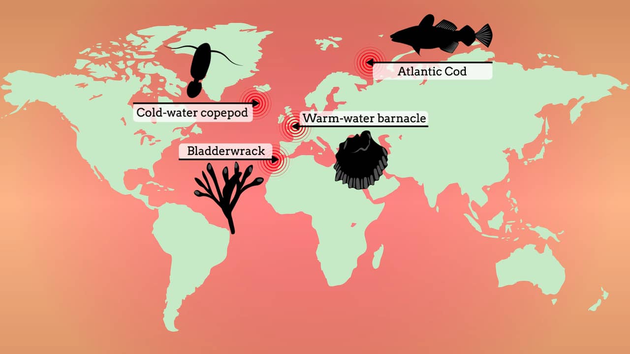 Affect of Climate Change on Marine Biodiversity on Vimeo