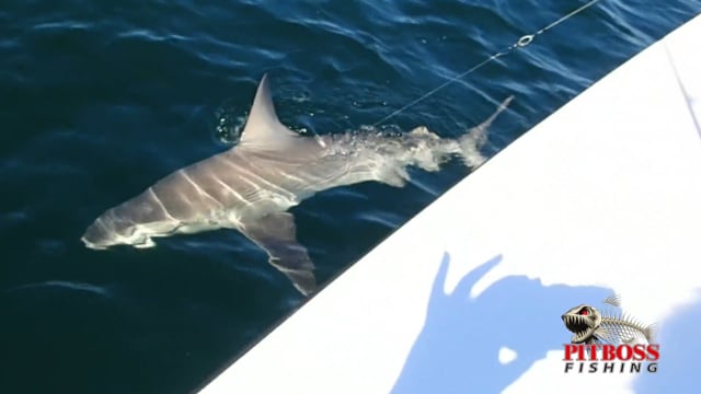 Shark Fishing Ocean City Maryland 2015