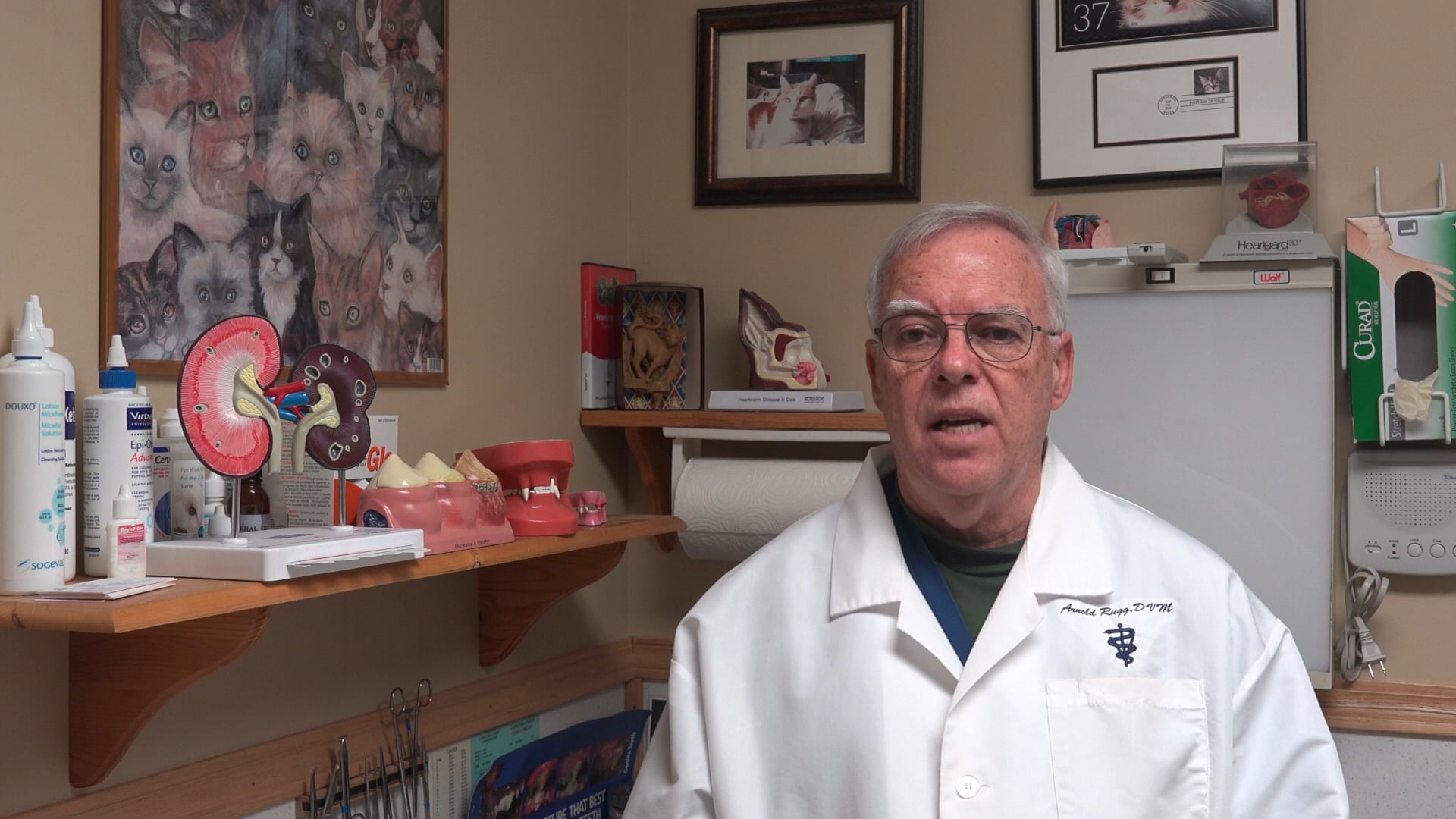 Kingston Animal Hospital Dental Surgery