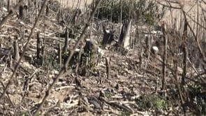 Finalitza la recuperació dels hàbitats dunars de Sant Martí d´Empúries