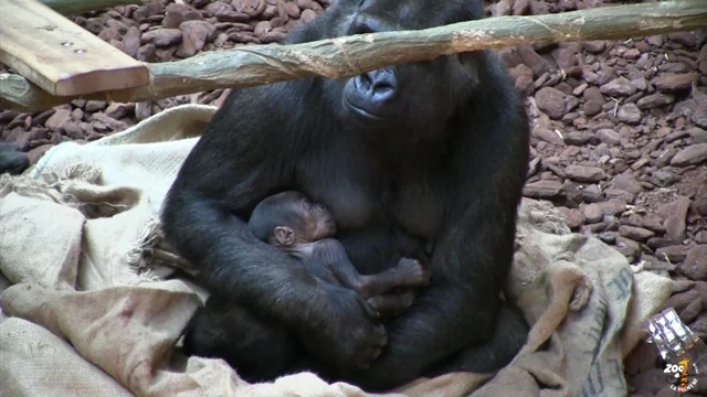 Stars des zoos : Kouba, le bébé chimpanzé, a surmonté son deuil - Le  Parisien