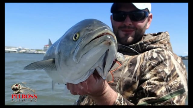 "CHOMPER" Blue FIshing May 2015 Ocean City Maryland