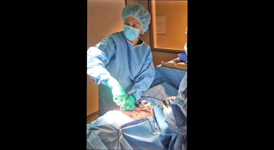 Laparoscopic Gastropexy with EndoStitch & V-Loc suture by vetOvation