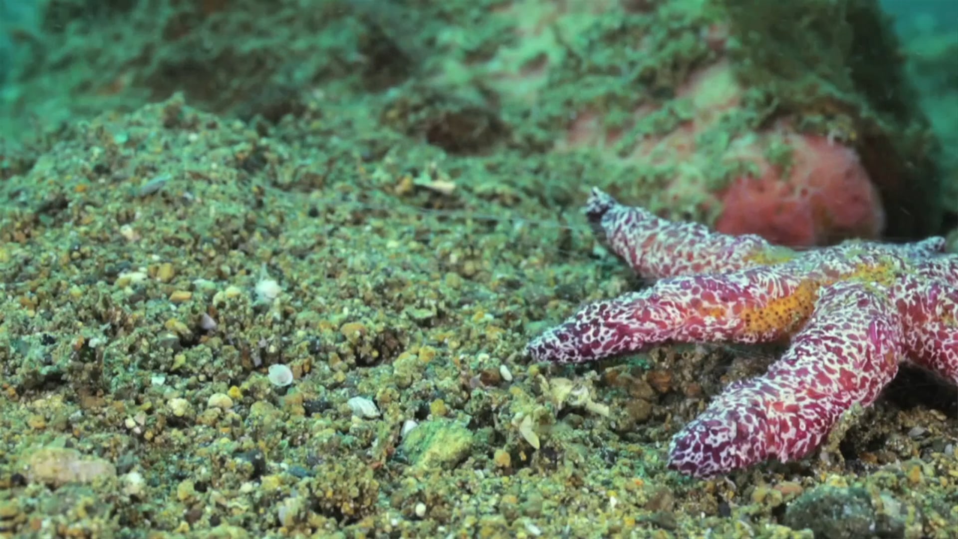Bontoc in Batangas Dive with us!