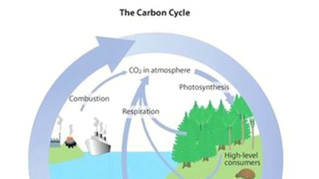 Peat bogs — Science Learning Hub