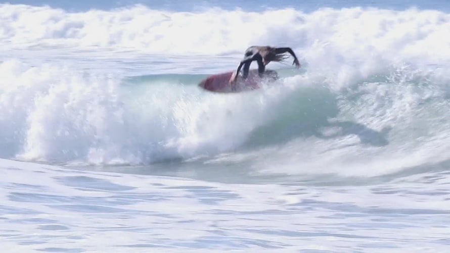 The Almond Butter | Videos & Movies on Vimeo