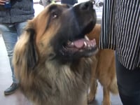 HIT SHOW 2016 – AMICI A QUATTRO ZAMPE PROTAGONISTI