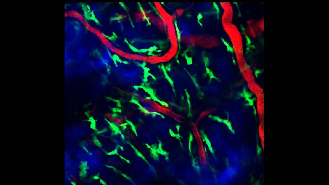 Hunter Laboratory – University of Pennsylvania, School of