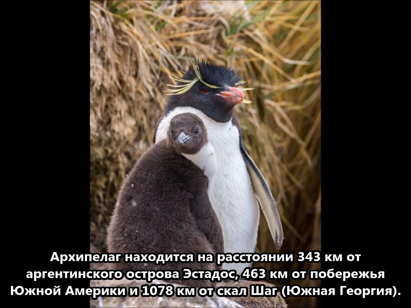 Хохлатый пингвин