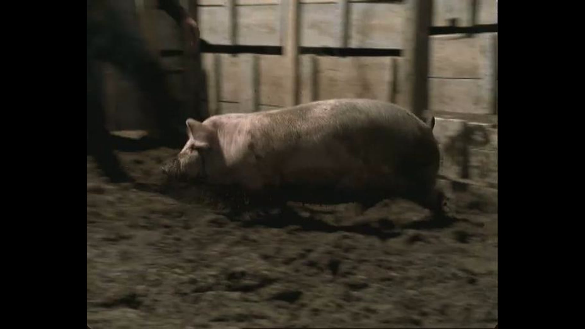 Feira Nova super markets Catch the pig