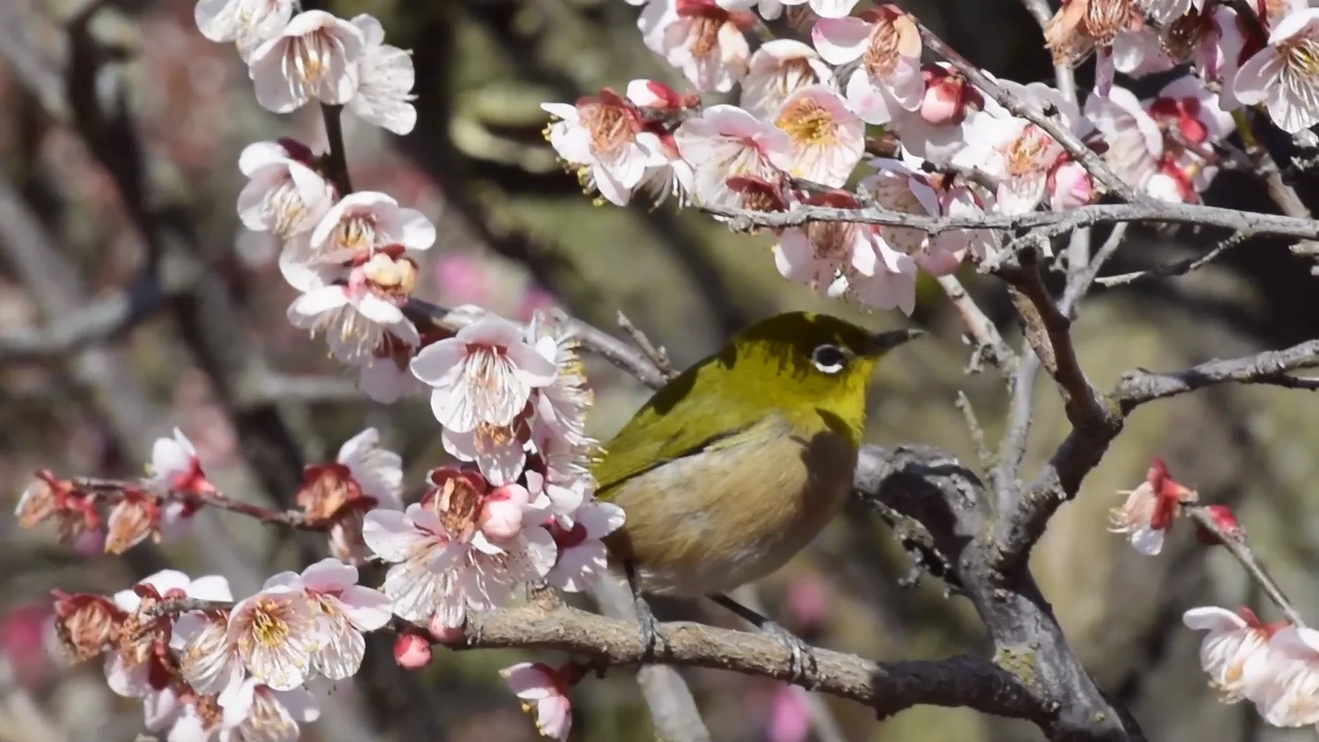 香川】栗林公園の梅。江戸時代から親しまれてきた梅園 – [Kagawa