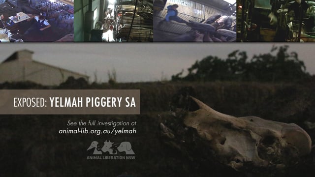 Yelmah Piggery SA, 2015-16 (short summary)