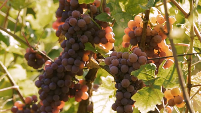 LA CAVE DES VIGNERONS DE PFAFFENHEIM