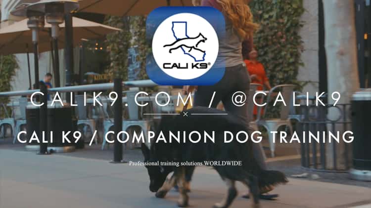 K9 companion hot sale dog training