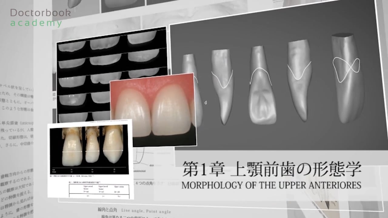 人気の贈り物が大集合 天然歯の形態学 1 その他 - blogs.ergotron.com