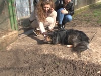 I CANI 'TIMIDI' DI VICENZA CERCANO PADRONE