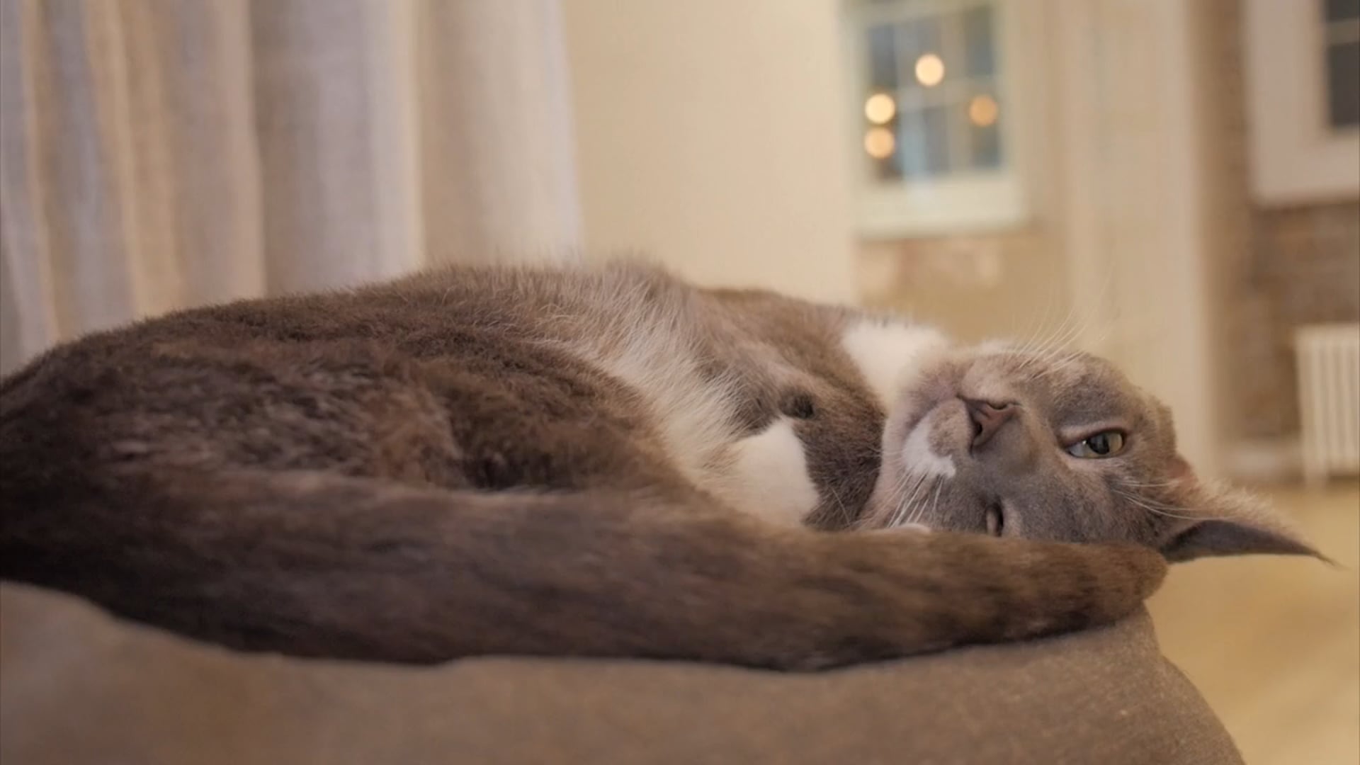 Little Lions NYC: Helping Cats find their Forever Homes